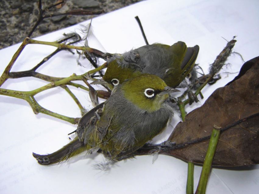 aves atrapadas por las semillas de pisonia