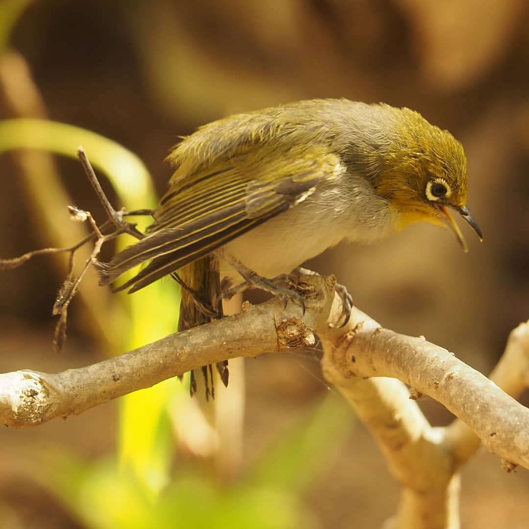 anteojitos dorsigrís