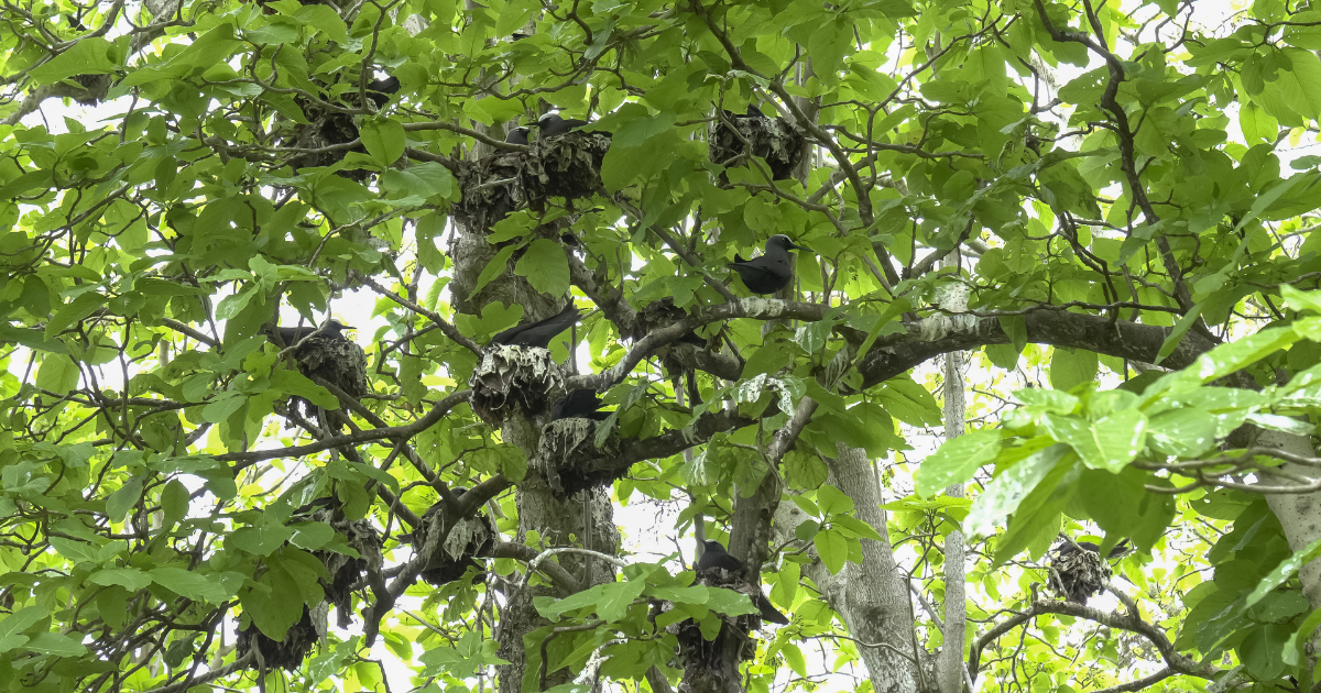 pisonia-atrapa-pajaros