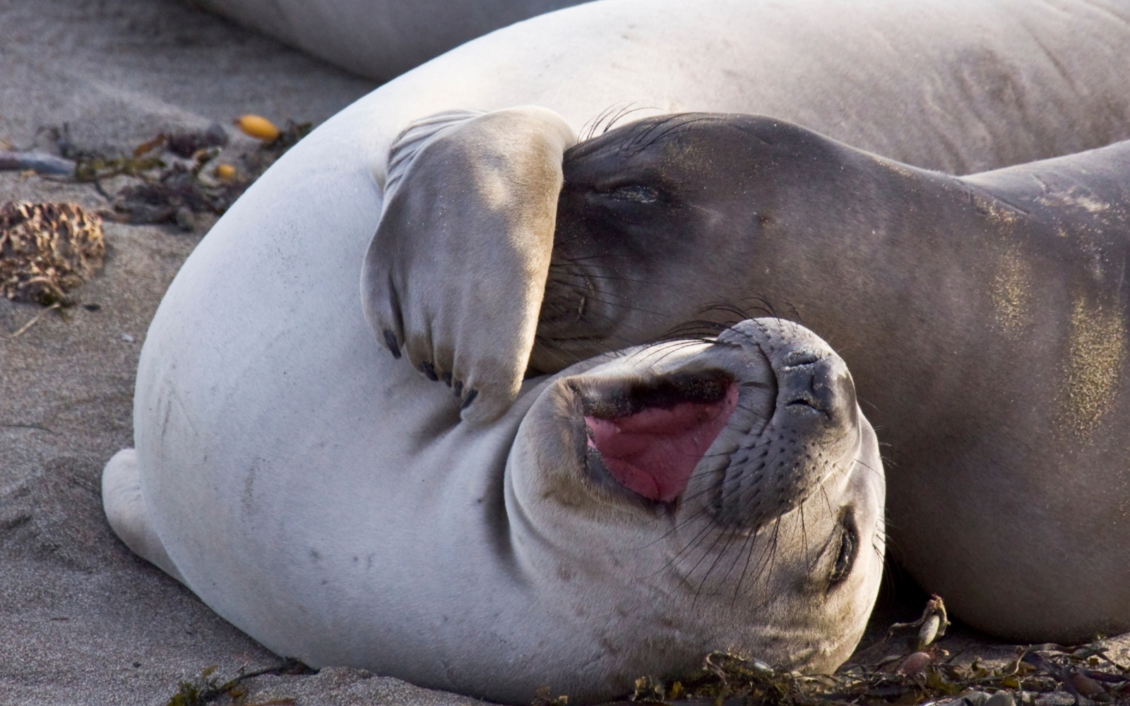 leones marinos jugando