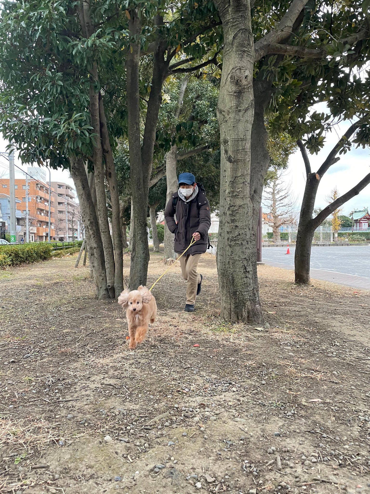 japonés paseando perro
