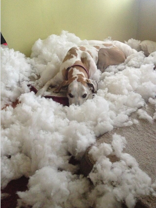 perro rompiendo almohadas