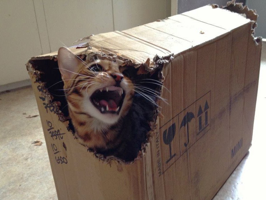 gato saliendo de caja
