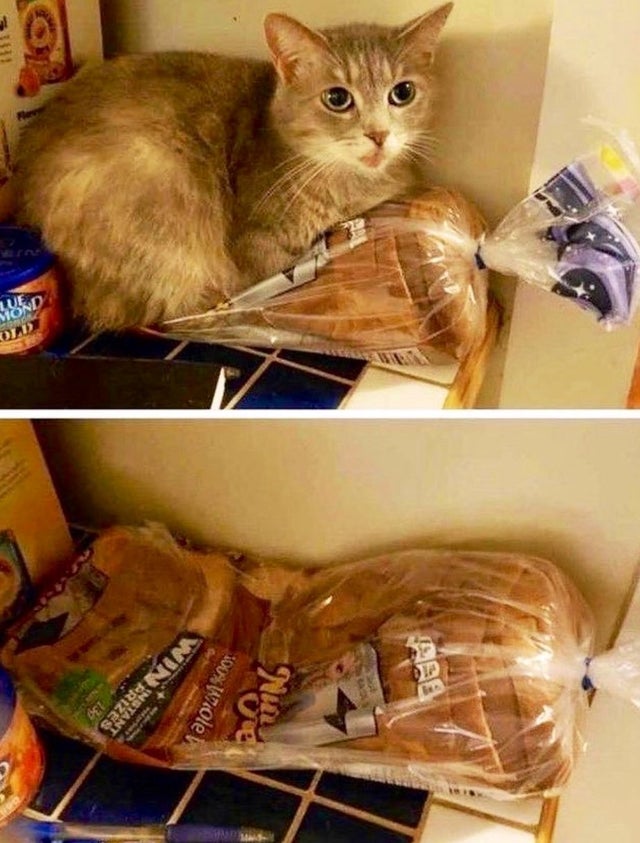 gato tumbado en pan de molde