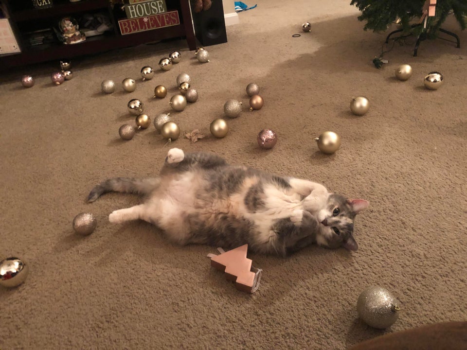gato decorando el árbol de Navidad