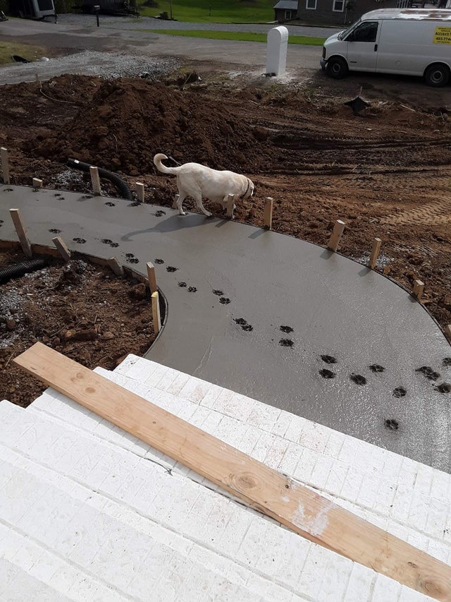 perro andando por el cemento fresco