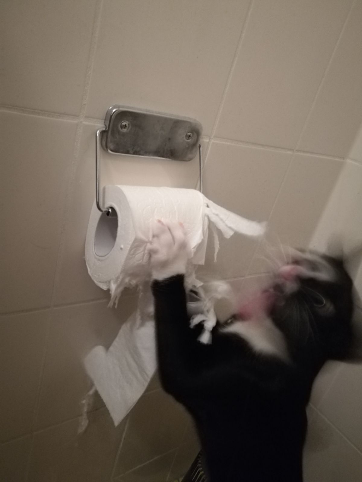 gato rompiendo el papel higiénico