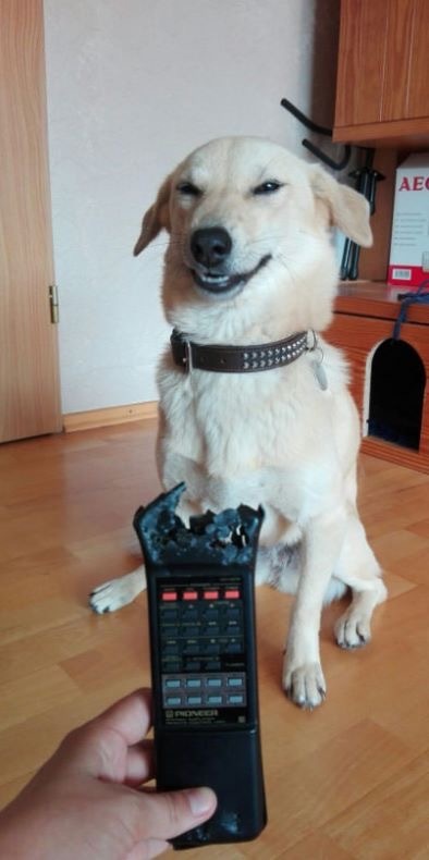 perro destroza mando a distancia