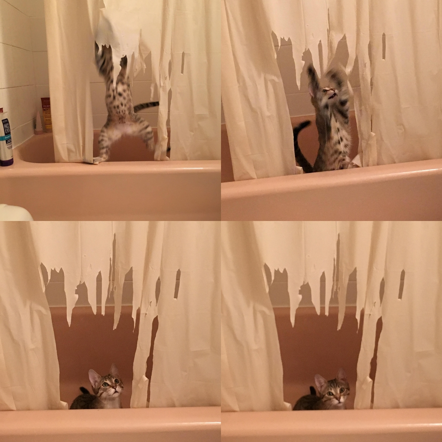 gato rompiendo cortina de la ducha