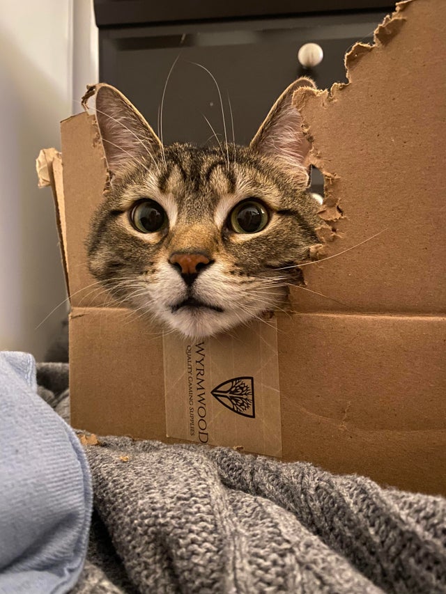 gato asoma la cabeza por la caja