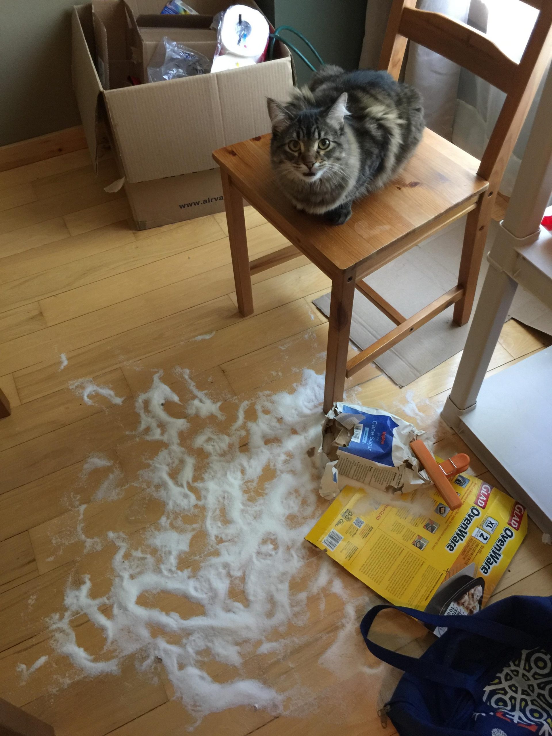 gato destroza la casa