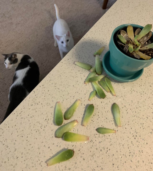 gatos destrozan plantas