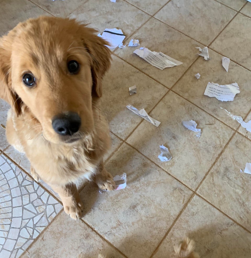 perro rompe papeles