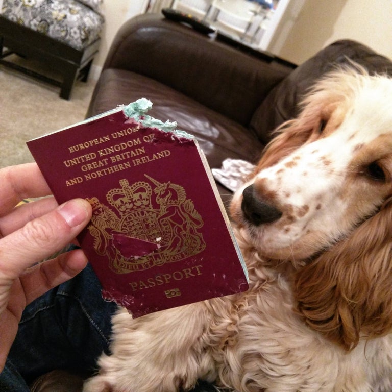 perro muerde pasaporte