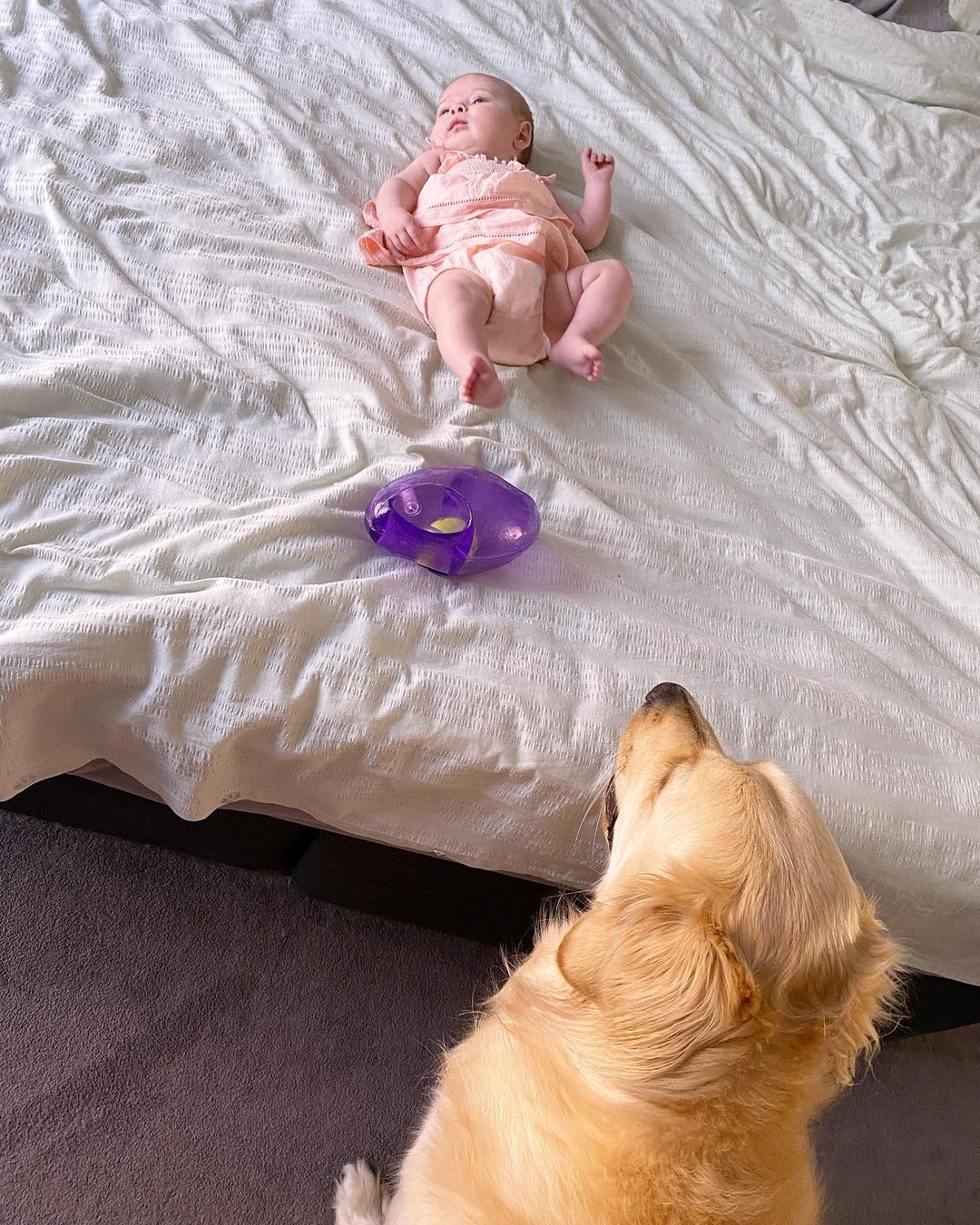 perro mirando a bebé