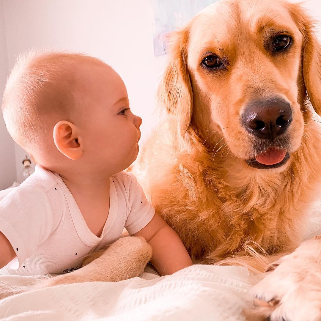 bebé mirando a perro