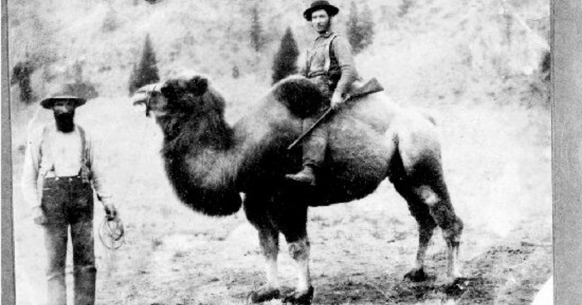 camellos-antiguo-oeste