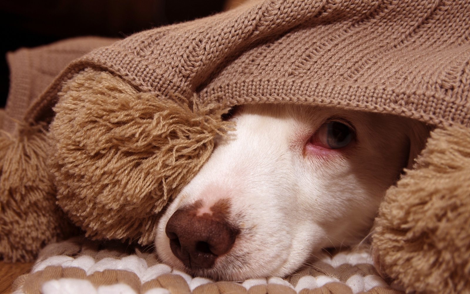 perro bajo las mantas
