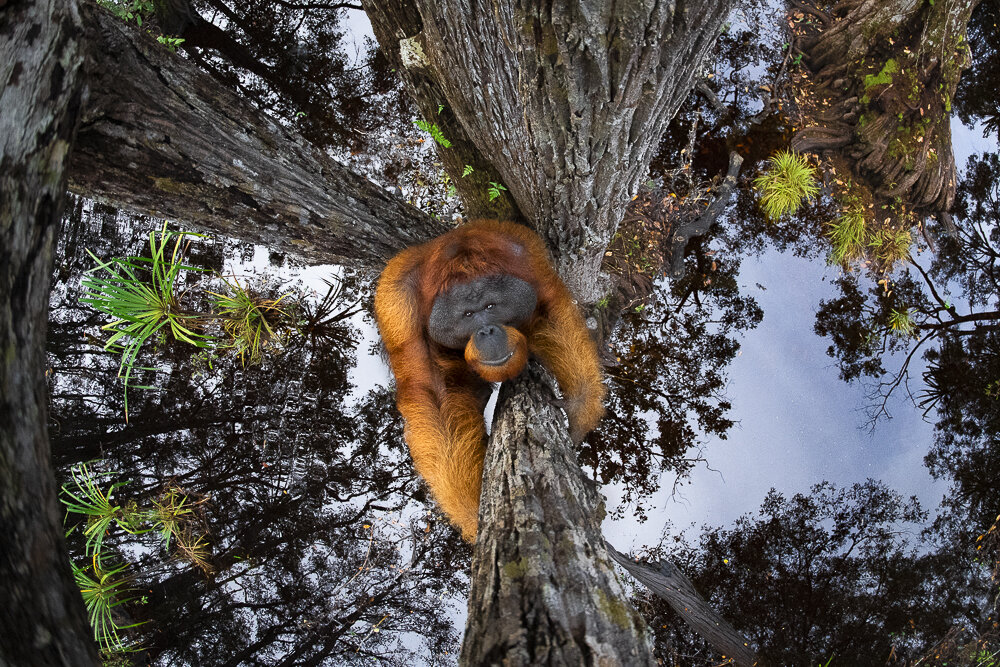 orangután de Borneo