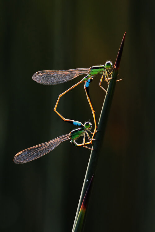 apareamiento entre libélulas