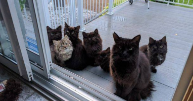 gata-callejera-familia