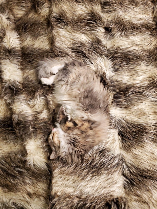 gato camuflado