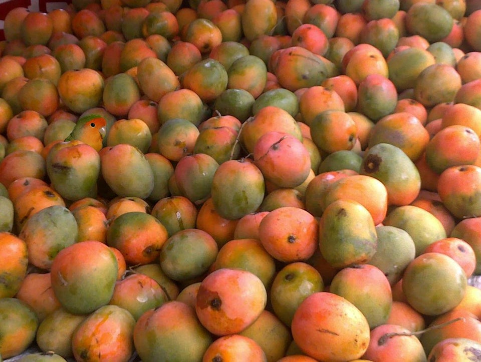 pajaro mangos