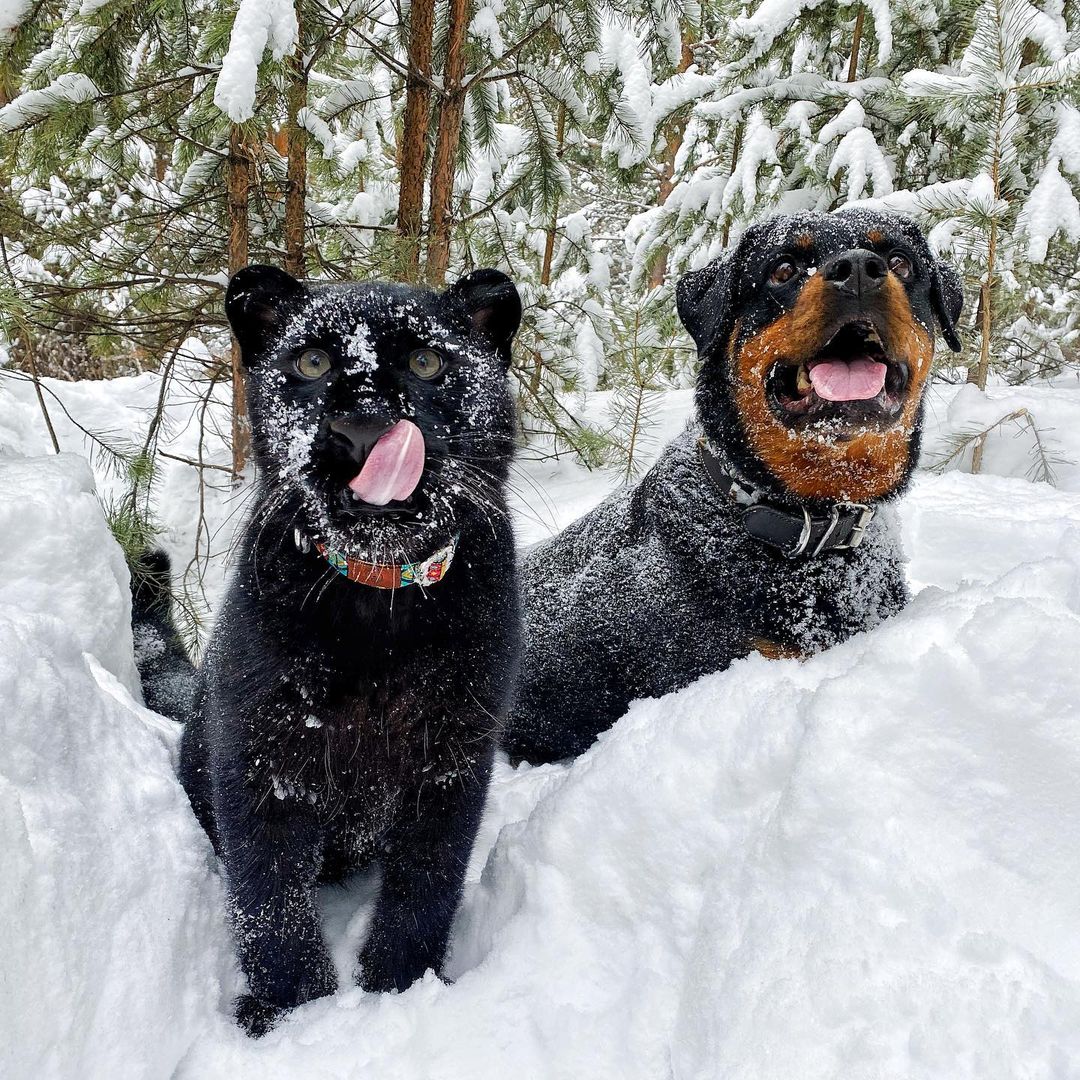 pantera y rottweiler jugando en la nieve