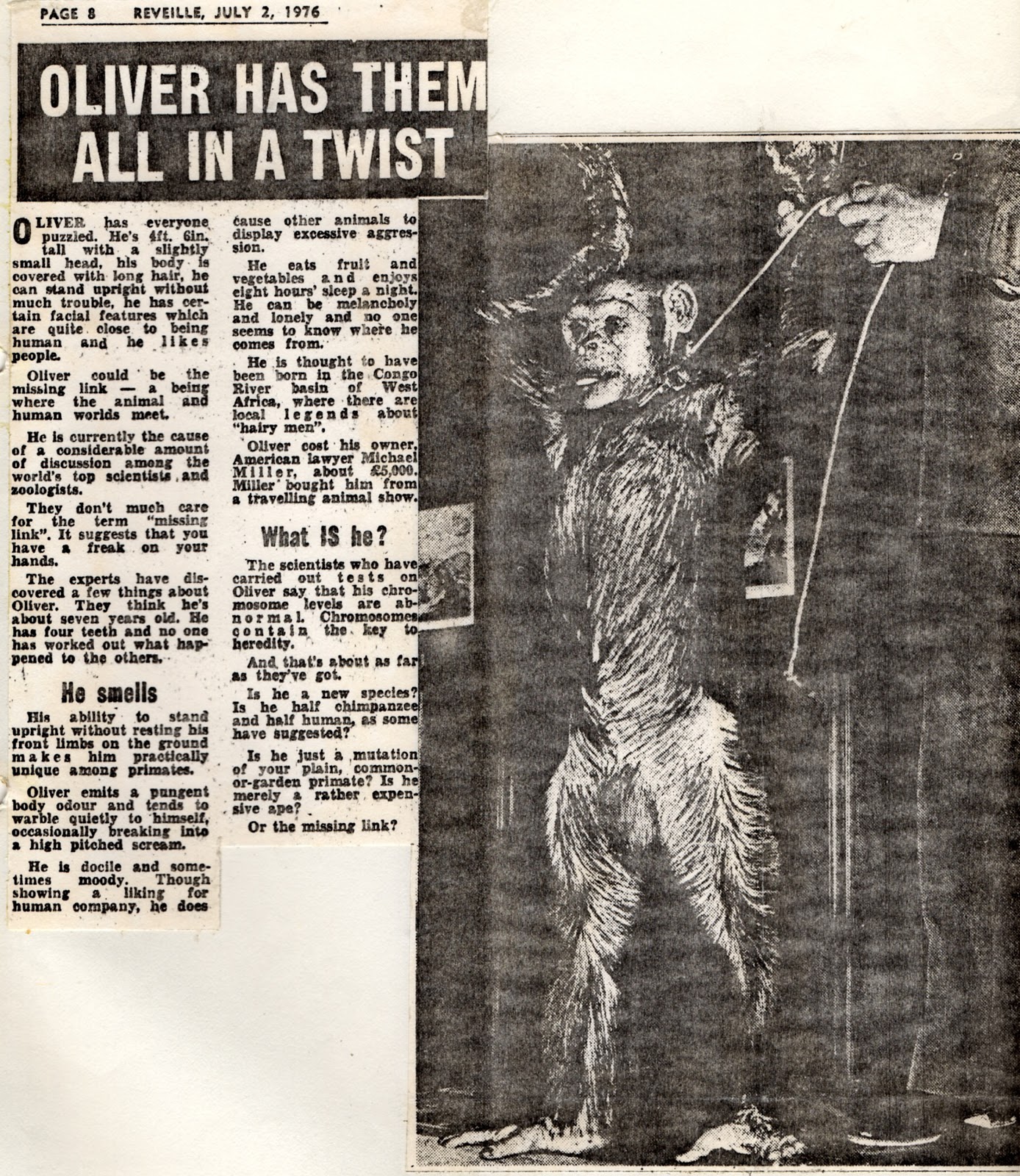 oliver el mono hibrido