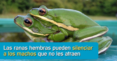 ranas-hembra