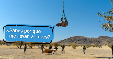 rinoceronte-al-reves