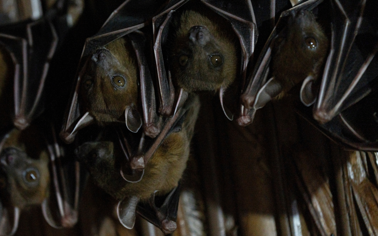 grupo de murciélagos