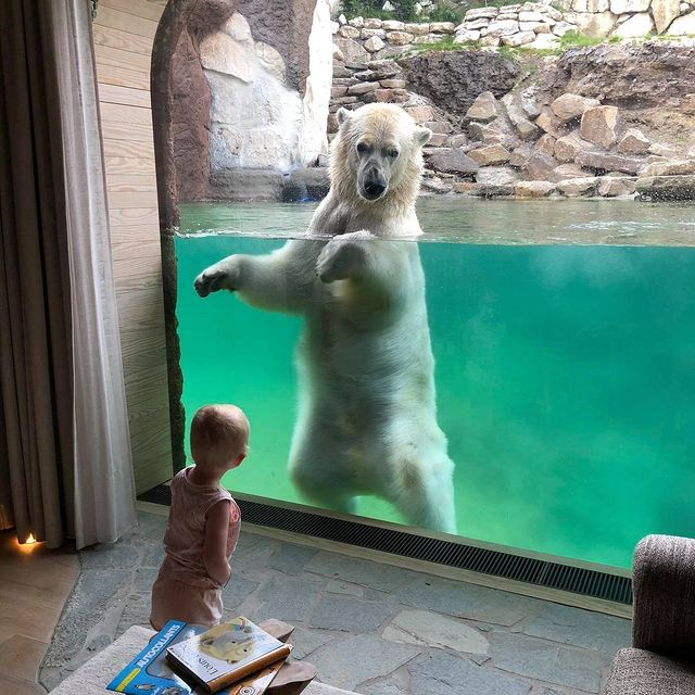 bebé viendo un oso polar