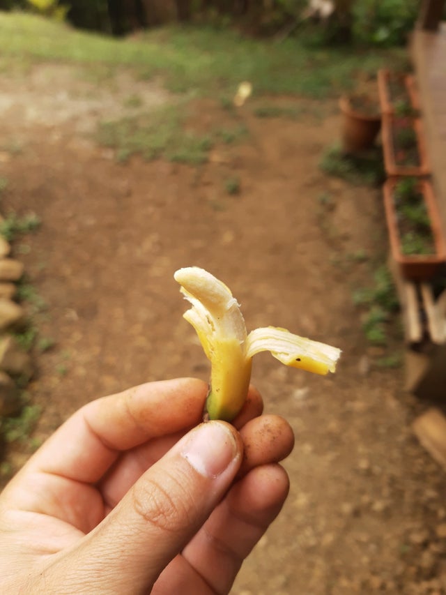mini plátano