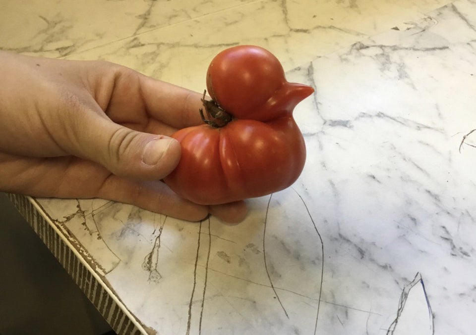 tomate con forma de patito de goma