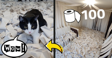 gato-habitacion-papel-higienico