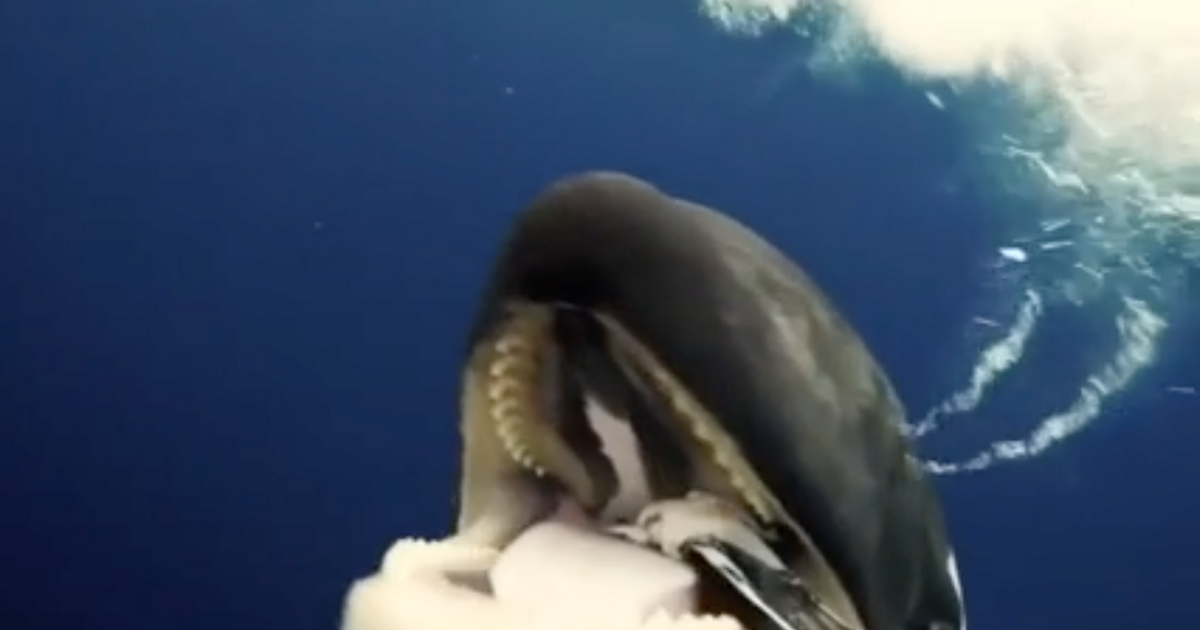 orca-pez-buceador