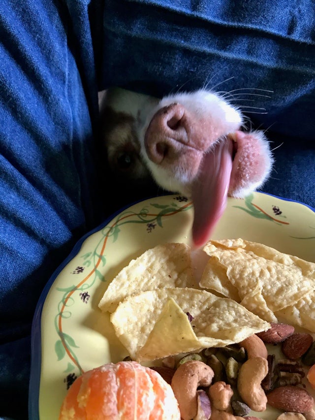 perro comiendo escondido