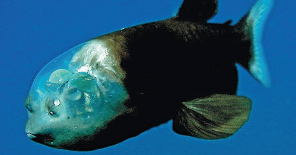 Graban a un extraño pez con cabeza transparente Graban a un extraño pez con cabeza transparente