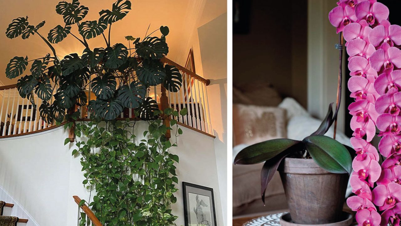 15 plantas poco comunes que son perfectas para tener en casa