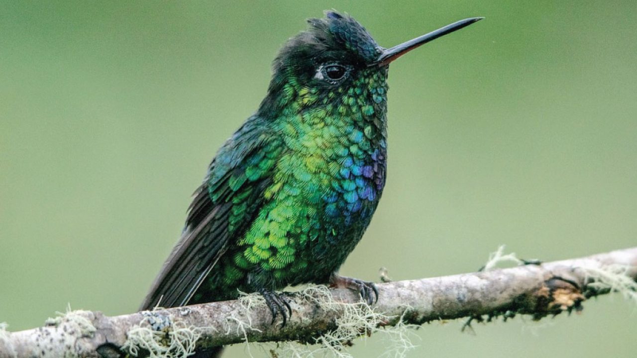 La brujería está llevando a la extición a los colibríes en México